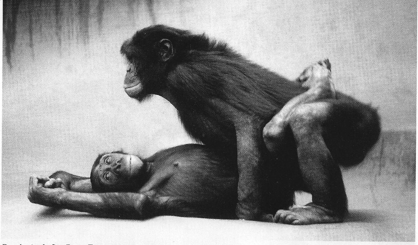 Bonobo chimpanzee porn.